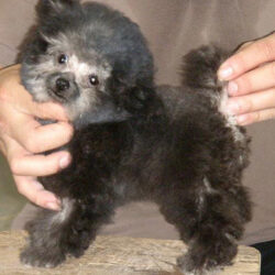 Bán chó Poodle xám mini teacup giá rẻ chỉ từ 3 triệu