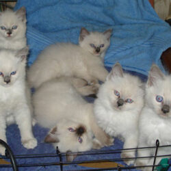 Bán mèo Ragdoll lai giá bao nhiêu cũng được lấy lộc ở Hà Nội