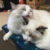 Bán mèo Ragdoll lai giá bao nhiêu cũng được lấy lộc ở Hà Nội Bán mèo Ragdoll lai giá bao nhiêu cũng được lấy lộc ở Hà Nội