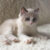 Bán mèo Ragdoll lai giá bao nhiêu cũng được lấy lộc ở Hà Nội Bán mèo Ragdoll lai giá bao nhiêu cũng được lấy lộc ở Hà Nội