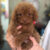 Hoàng Nhè PetShop - Mua bán chó mèo cảnh, phụ kiện thú cưng Hoàng Nhè PetShop - Mua bán chó mèo cảnh, phụ kiện thú cưng