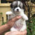 Hoàng Nhè PetShop - Mua bán chó mèo cảnh, phụ kiện thú cưng Hoàng Nhè PetShop - Mua bán chó mèo cảnh, phụ kiện thú cưng