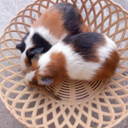 Pet shop Vinh chuyên bán chuột Hamster và phụ kiện thú cưng
