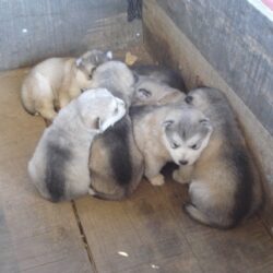 Bán chó Alaska giá cực rẻ kèm nhiều khuyến mãi hấp dẫn