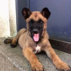 Bán chó Béc Giê Bỉ Malinois con tiêm phòng đầy đủ giá tốt