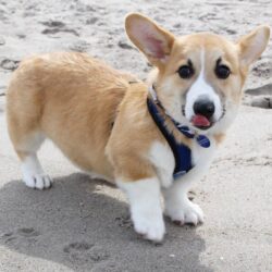 Bán chó Corgi đẹp, mông to, dáng chuẩn đã tiêm đầy đủ
