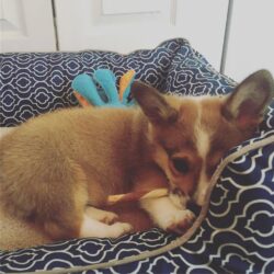 Bán chó Corgi lai giá rẻ 2 tháng tuổi đã tiêm phòng