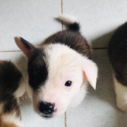 Bán chó Corgi lai Nhật, Husky giá rẻ nhất