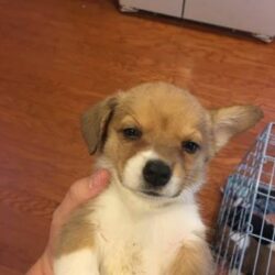 Bán chó Corgi mông to thuần chủng giá đẹp