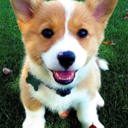 Bán chó Corgi xứ Wales các màu bao rẻ toàn quốc