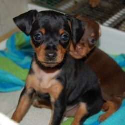 Bán chó Fox minpin nhà đẻ đã được tiêm phòng đầy đủ