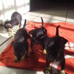Bán chó Phốc Hươu mini thuần chủng giá rẻ TP.HCM
