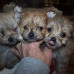 Bán chó Phốc lai Poodle giá sinh viên