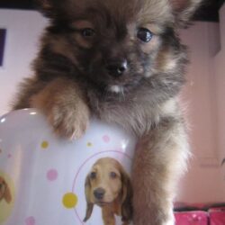 Bán chó Phốc Sóc lai Nhật, Bắc Kinh, Poodle giá rẻ