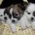 Bán chó Phốc Sóc lai Nhật, Bắc Kinh, Poodle giá rẻ Bán chó Phốc Sóc lai Nhật, Bắc Kinh, Poodle giá rẻ