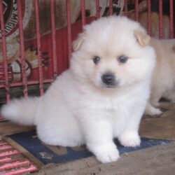 Bán chó Phốc Sóc lai Nhật con và trưởng thành giá rẻ
