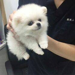 Bán chó Phốc Sóc mini TPHCM giá sinh viên