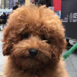 Bán chó Poodle giá 3 triệu thuần chủng đồng ship toàn quốc