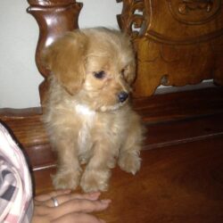 Bán chó Poodle lai Bắc Kinh giá sinh viên free ship