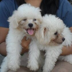 Bán chó Poodle lai Nhật, Bắc Kinh, Phốc sóc giá rẻ như cho