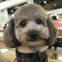 Bán chó Poodle màu xám khói giá rẻ Hà Nội