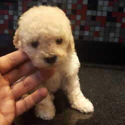 Bán chó Poodle mini giá bao nhiêu cũng được