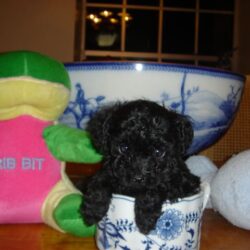 Bán chó Poodle Teacup giá rẻ tại TP.HCM