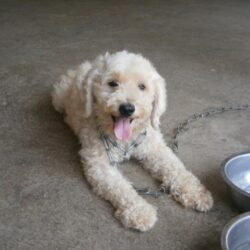Bán chó poodle trưởng thành dòng lai, tiny và teacup giá rẻ