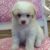 Bán chó poodle trưởng thành dòng lai, tiny và teacup giá rẻ Bán chó poodle trưởng thành dòng lai, tiny và teacup giá rẻ