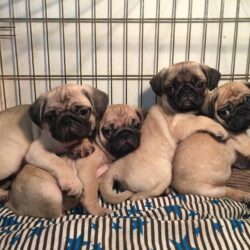 Bán chó Pug Anh 2 tháng tuổi được tiêm phòng đầy đủ