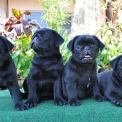 Bán đàn chó Pug đen giá rẻ nhất tại TPHCM