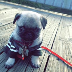 Bán chó Pug giá 2 triệu đã tiêm phòng đầy đủ