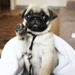 Bán chó Pug giá 3 triệu giới tính cái đã được tiêm phòng
