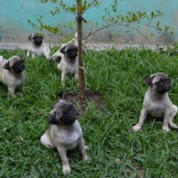 Ban chó Pug giá 500k rẻ nhất thị trường ship toàn quốc