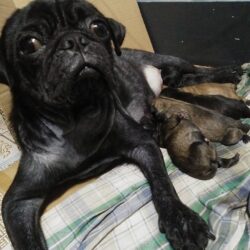 Bán chó Pug lai Nhật con khỏe, đã được tiêm phòng đầy đủ