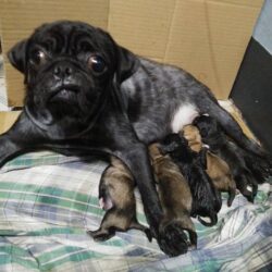 Bán chó Pug lai Nhật, Phốc, Chiahuahu giá rẻ cực sốc