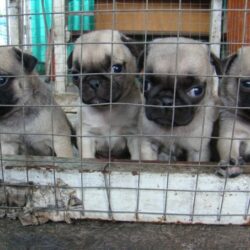 Bán chó Pug mặt nhăn giá sinh viên ship toàn quốc