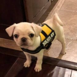 Bán chó Pug trắng thông minh giá bao nhiêu cũng được