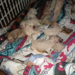 Bán đàn chó Poodle giá 2 triệu đồng vận chuyển toàn quốc
