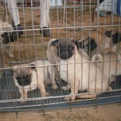 Bán đàn chó pug dễ thương 2 tháng tuổi tại TPHCM