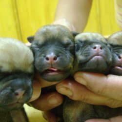 Bán đàn chó Pug lai giá rẻ như cho tại TP.HCM