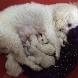 Bán gấp đàn chó Poodle Tiny thuần chủng màu trắng giá rẻ