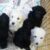 Bán gấp đàn chó Poodle Tiny thuần chủng màu trắng giá rẻ Bán gấp đàn chó Poodle Tiny thuần chủng màu trắng giá rẻ