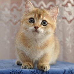 Bán gấp mèo Anh lông ngắn màu Golden giá sinh viên