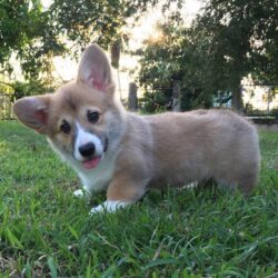 Bán giống chó lùn Corgi đã tiêm phòng đầy đủ