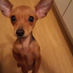 Bán giống chó Phốc hươu con 2 tháng tuổi giá rẻ