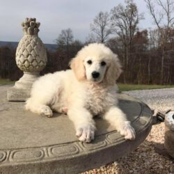 Bán giống chó Poodle khổng lồ cực đẹp rẻ nhất thị trường