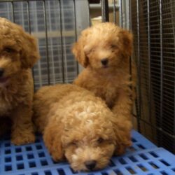 Bán giống chó Poodle Toy nâu đỏ lông xù tại TP.HCM