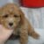Bán giống chó Poodle Toy nâu đỏ lông xù tại TP.HCM