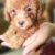 Bán giống chó Poodle Toy nâu đỏ lông xù tại TP.HCM